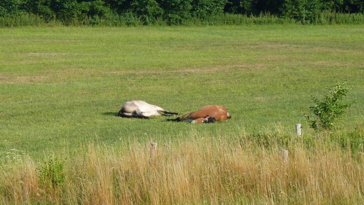 Landhaus Fischersruh Plauer See Alt Schwerin Zewnętrze zdjęcie