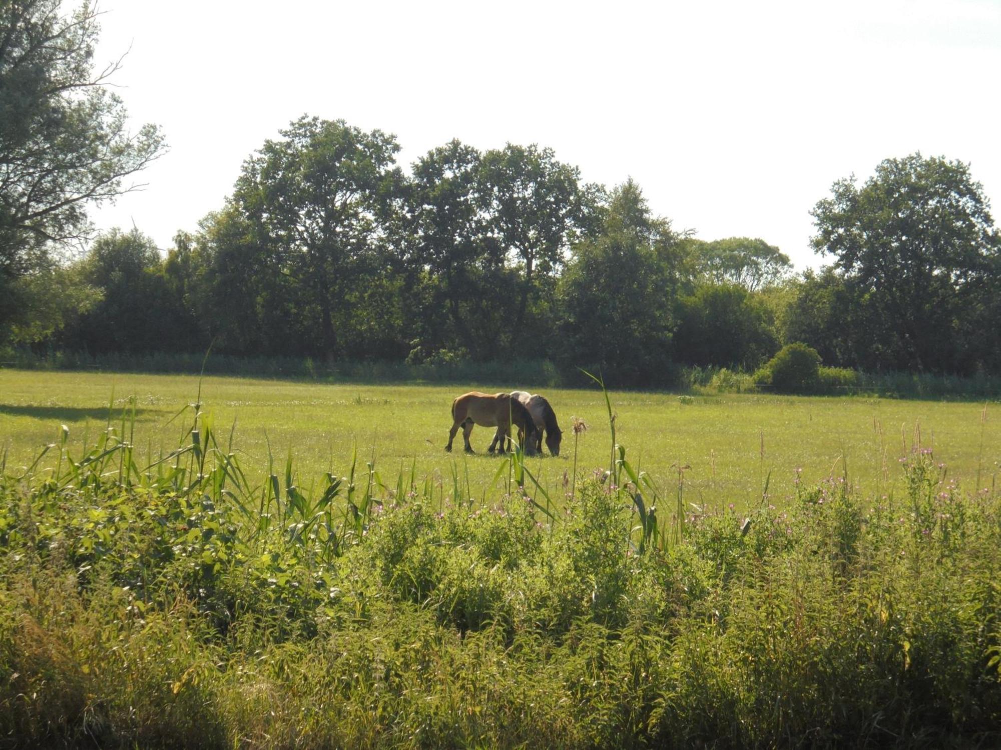 Landhaus Fischersruh Plauer See Alt Schwerin Zewnętrze zdjęcie